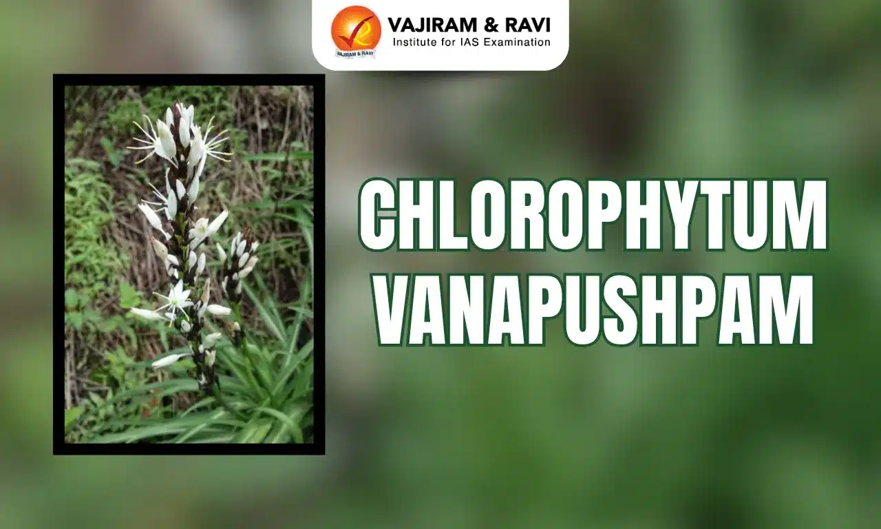 Chlorophytum Vanapushpam