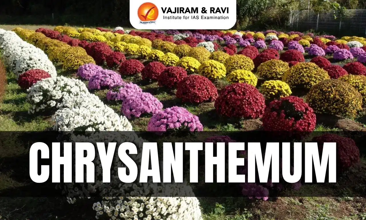 Chrysanthemum
