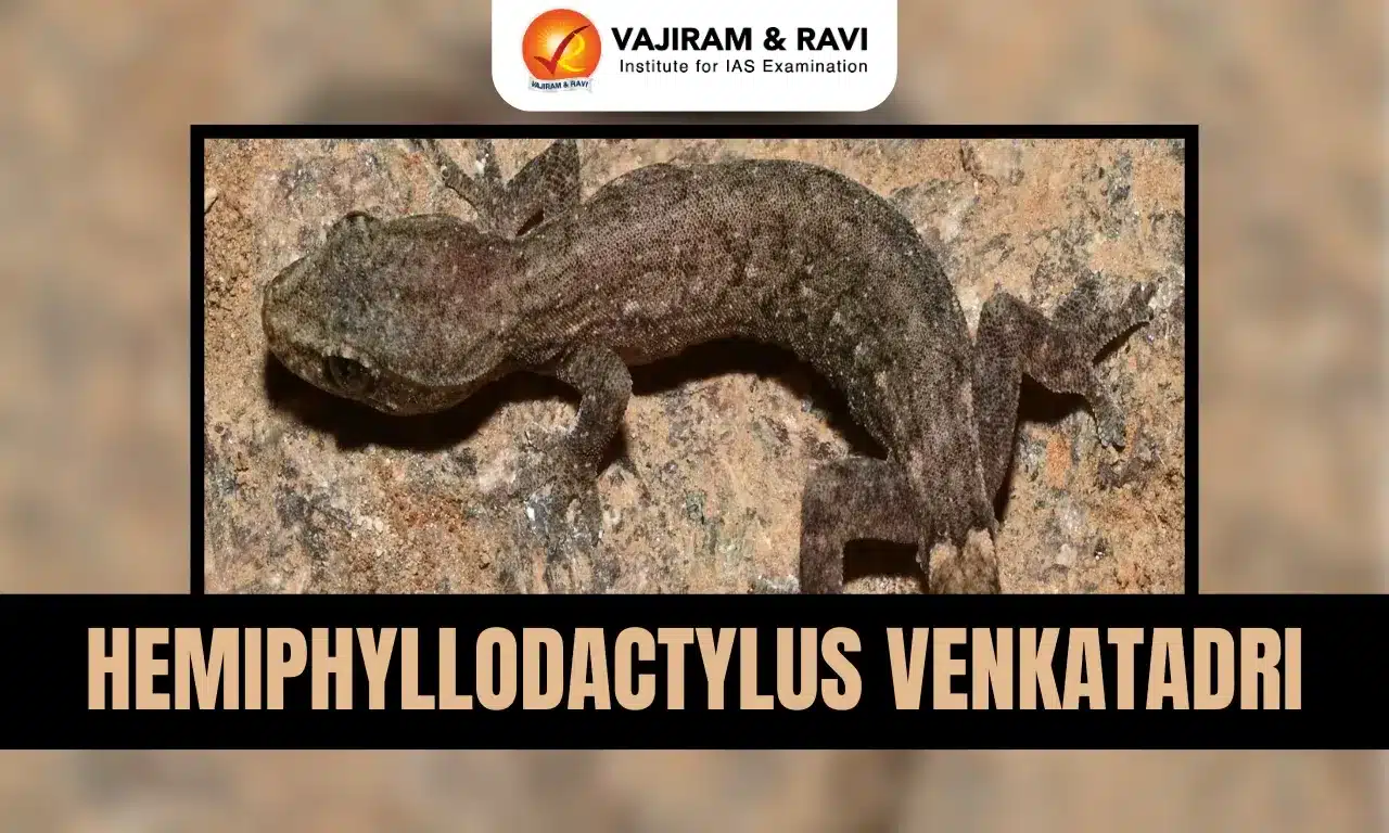 Hemiphyllodactylus Venkatadri