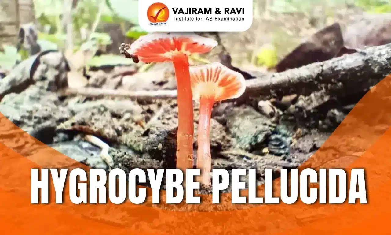 Hygrocybe Pellucida
