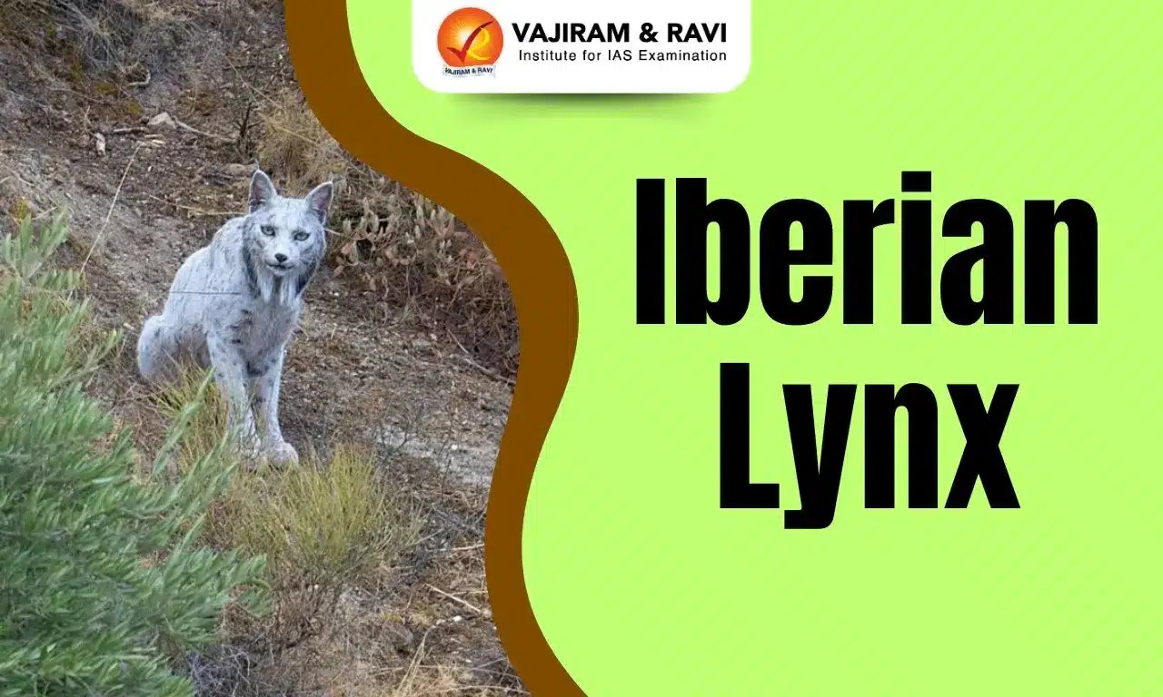 Iberian Lynx