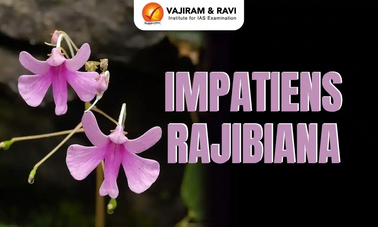 Impatiens Rajibiana