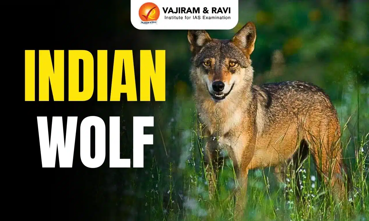 Indian Wolf