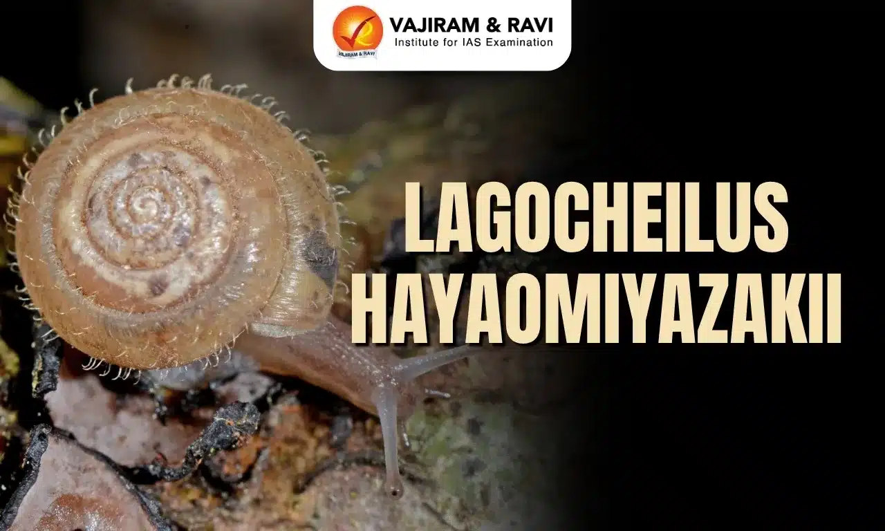 Lagocheilus hayaomiyazakii