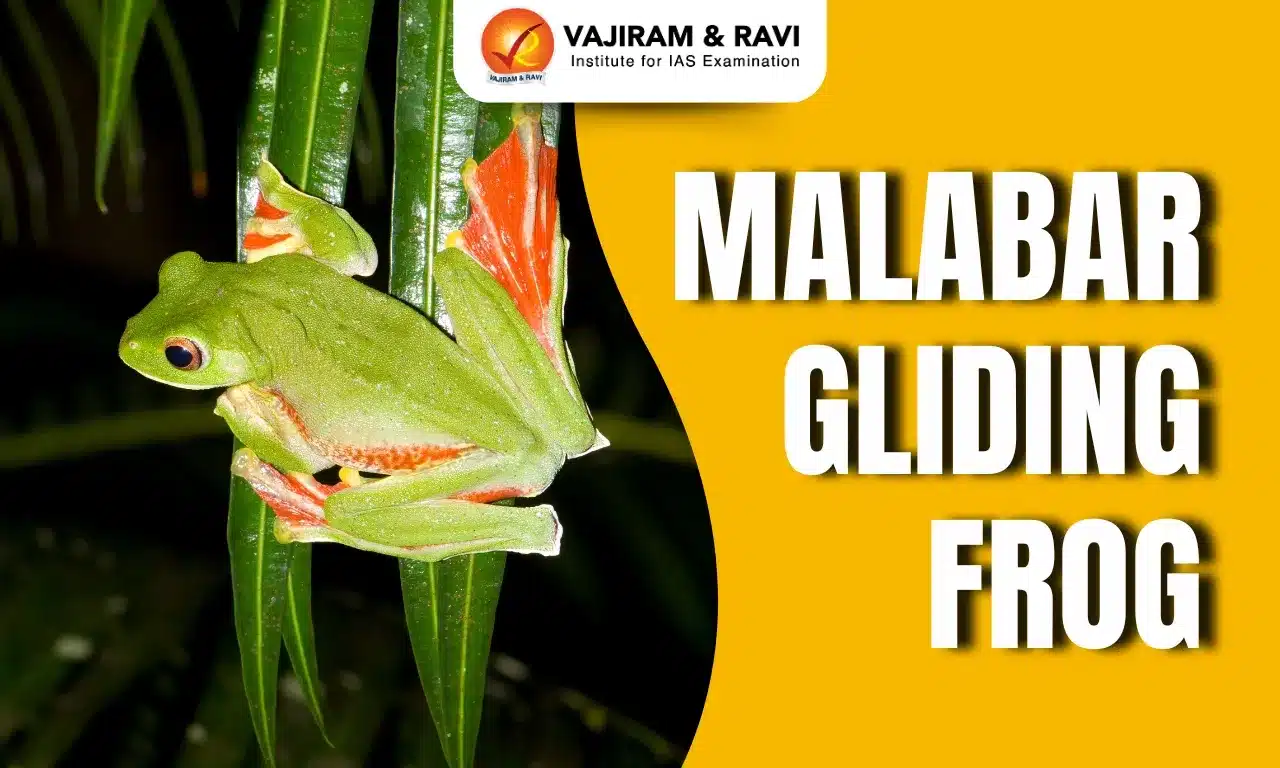 Malabar Gliding Frog