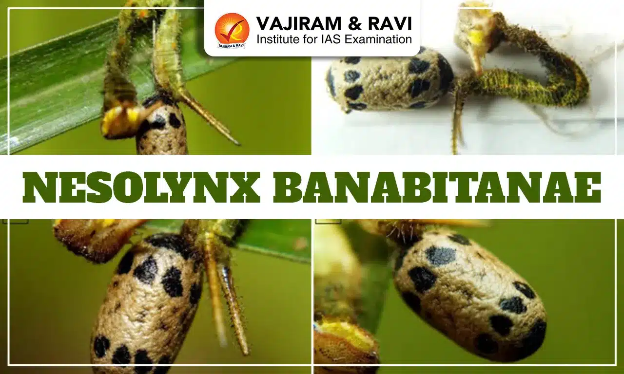 Nesolynx Banabitanae