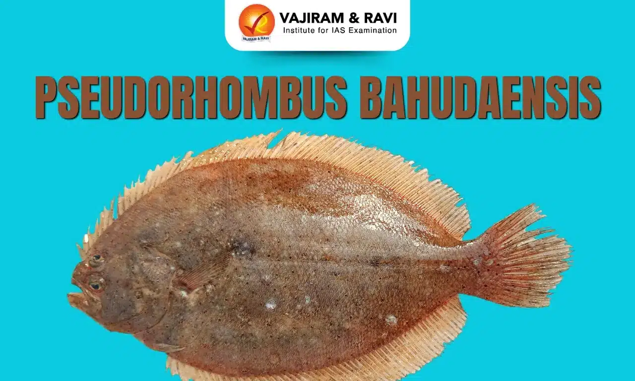 Pseudorhombus bahudaensis