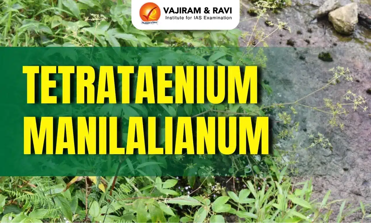 Tetrataenium Manilalianum