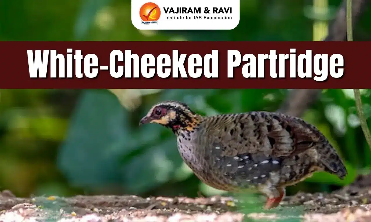 White-Cheeked Partridge
