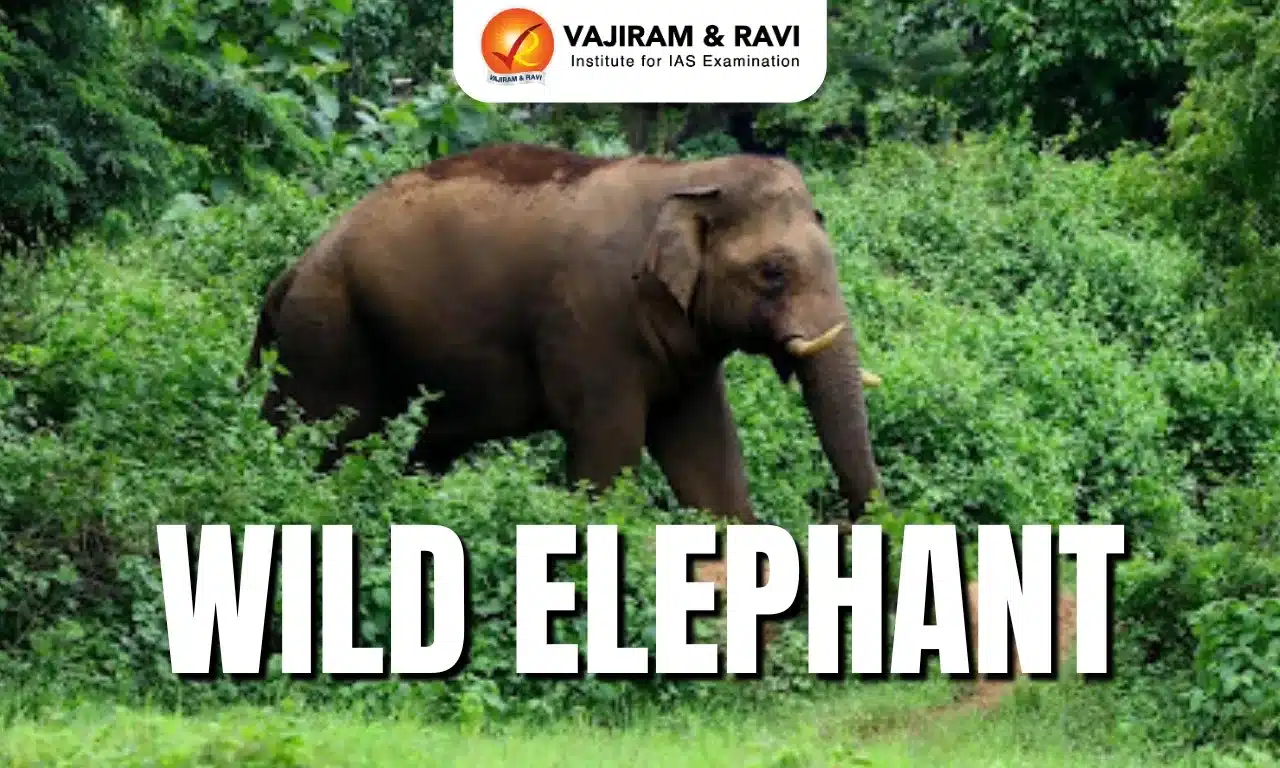 Wild Elephant