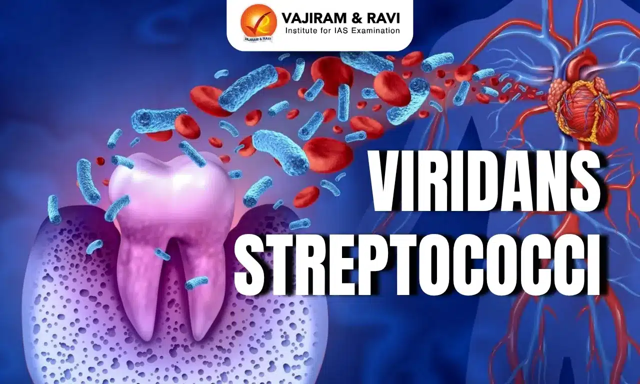 Viridans Streptococci