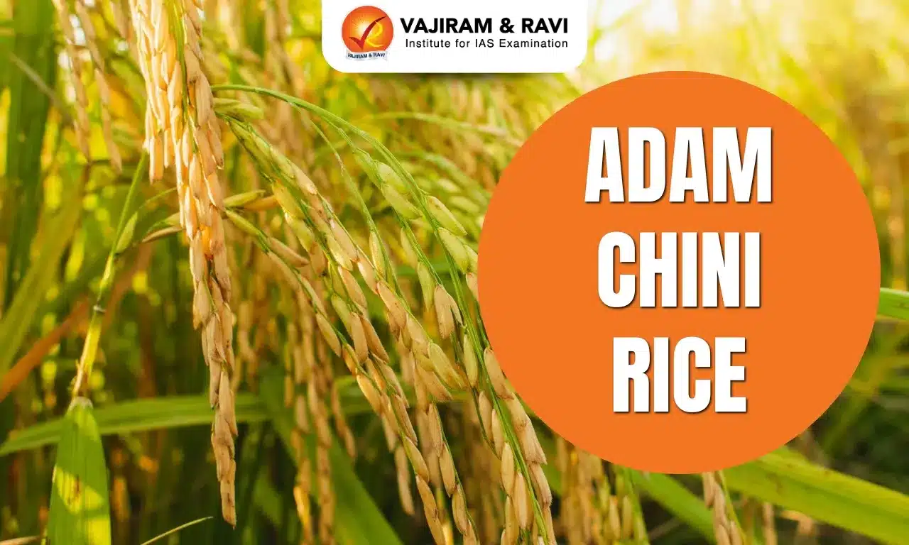 Adam Chini Rice