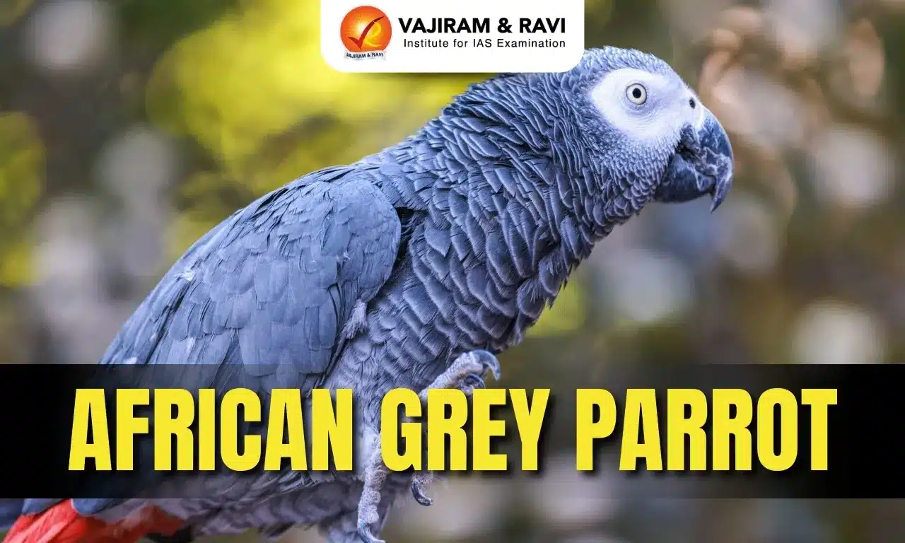 African Grey Parrot