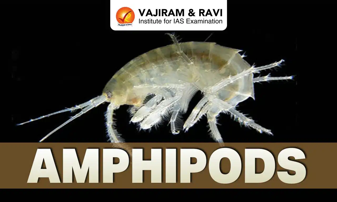 Amphipods