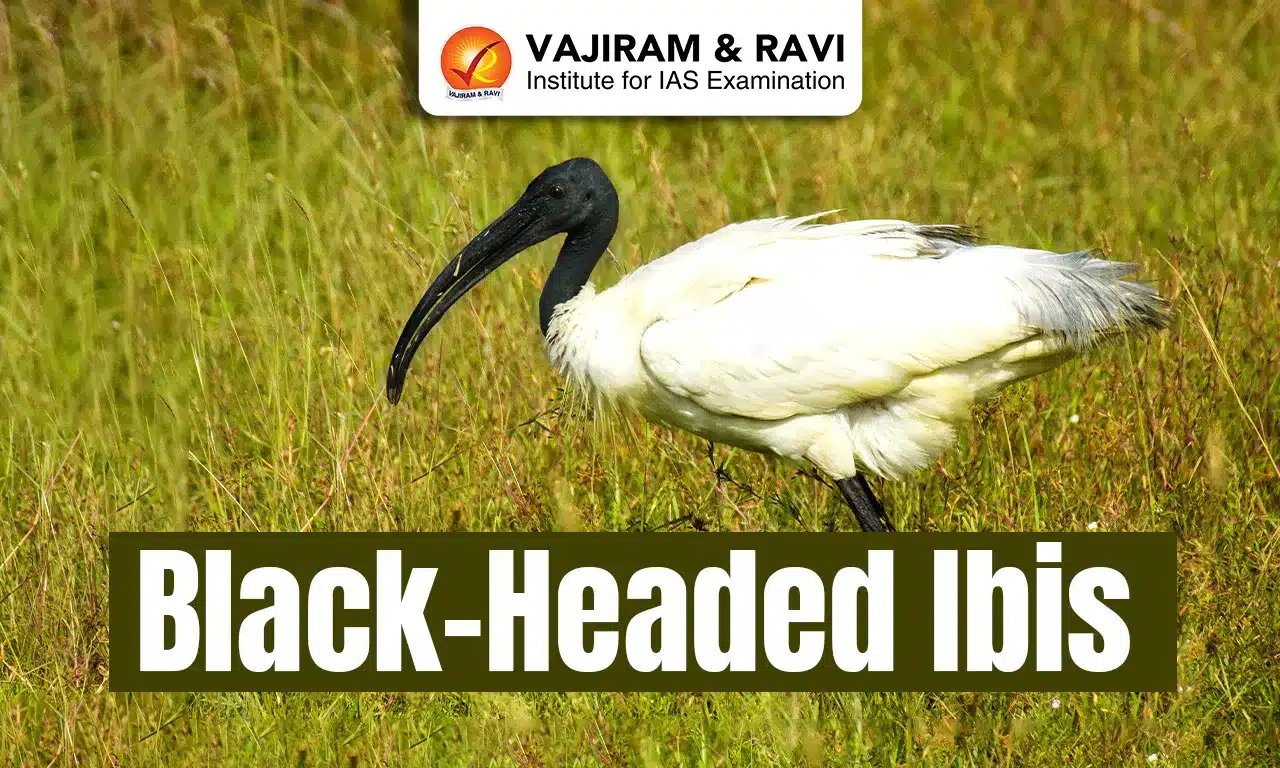Black-Headed Ibis