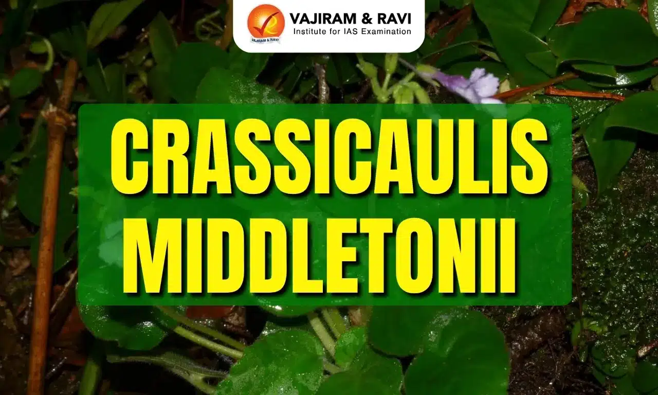 Crassicaulis middletonii