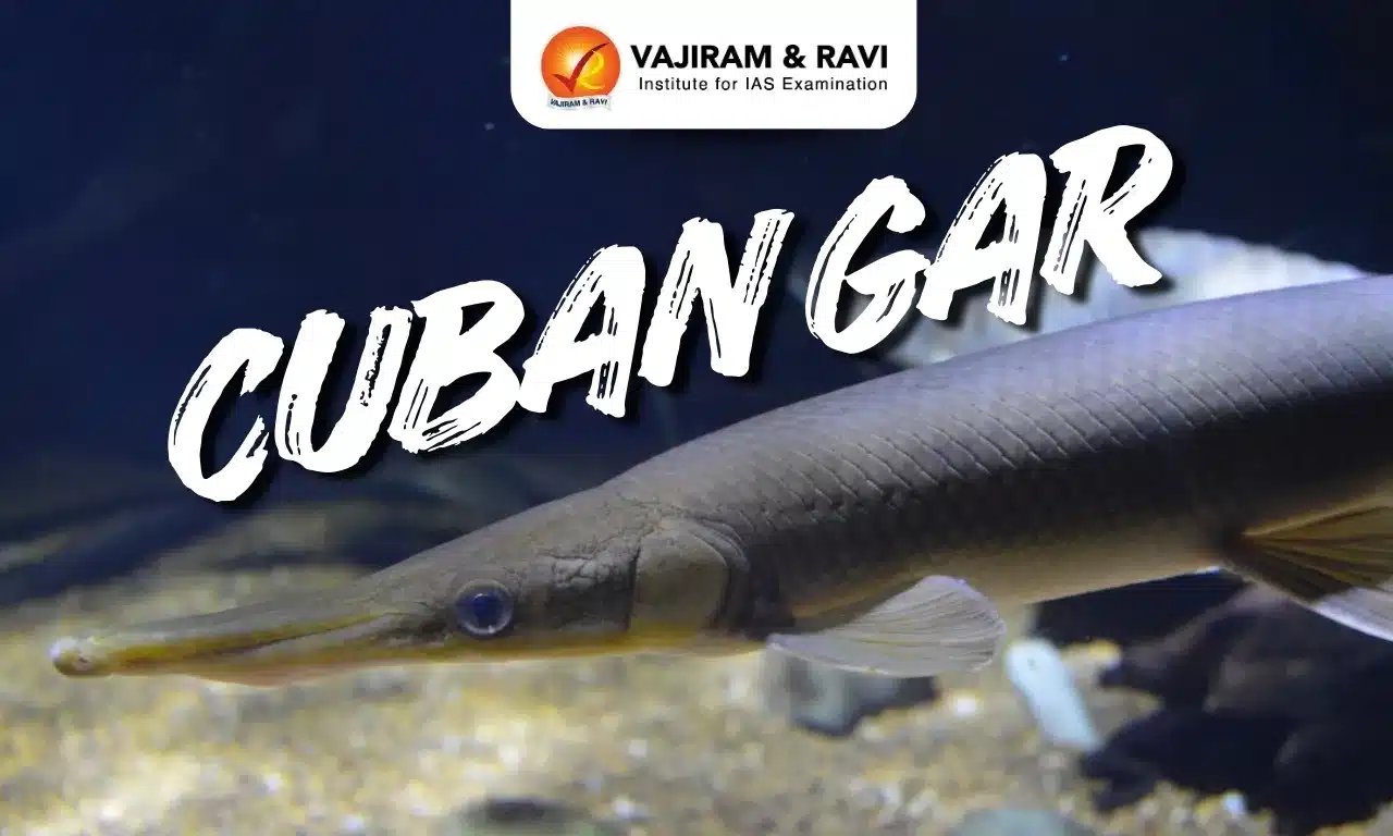 Cuban gar