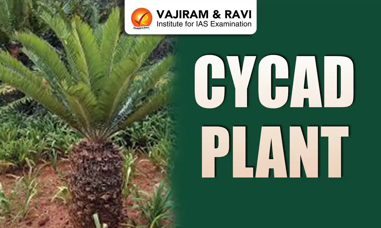 Cycad Plant