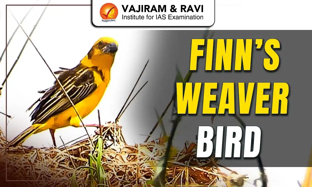 Finn’s Weaver Bird