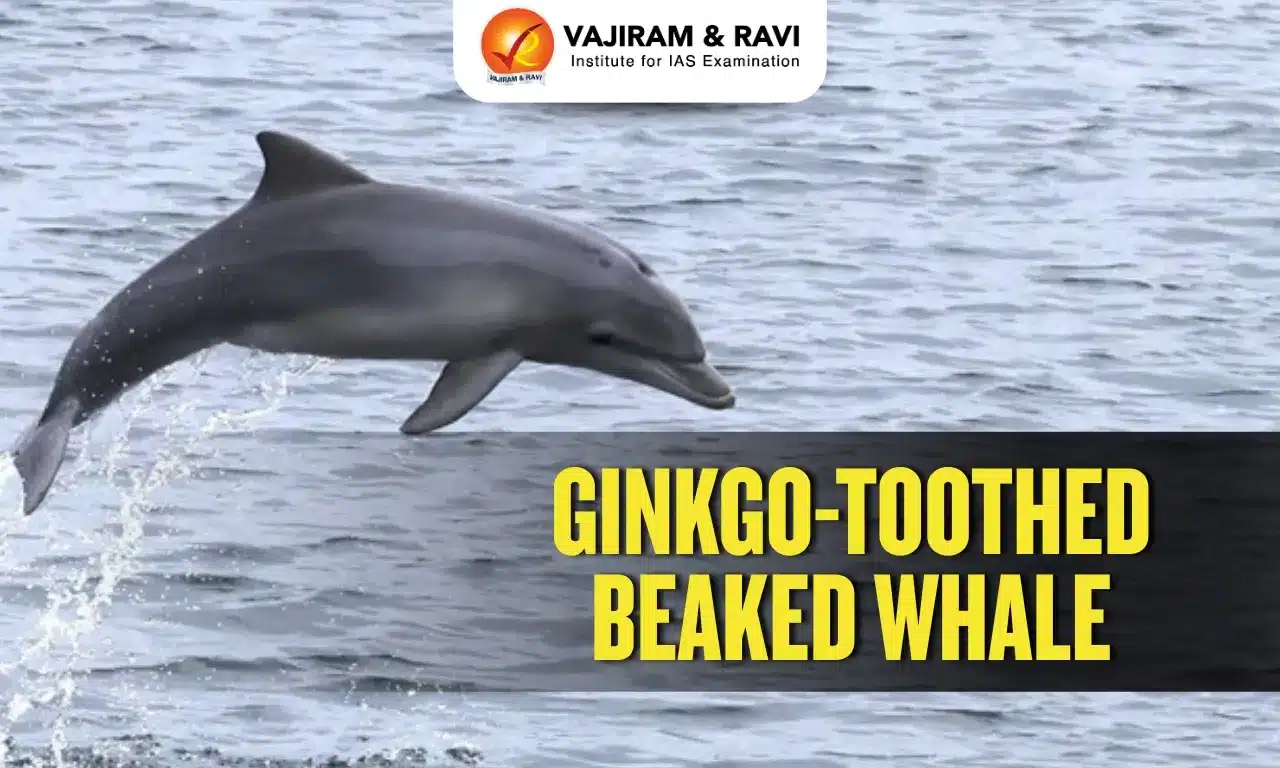 Ginkgo-Toothed Beaked Whale