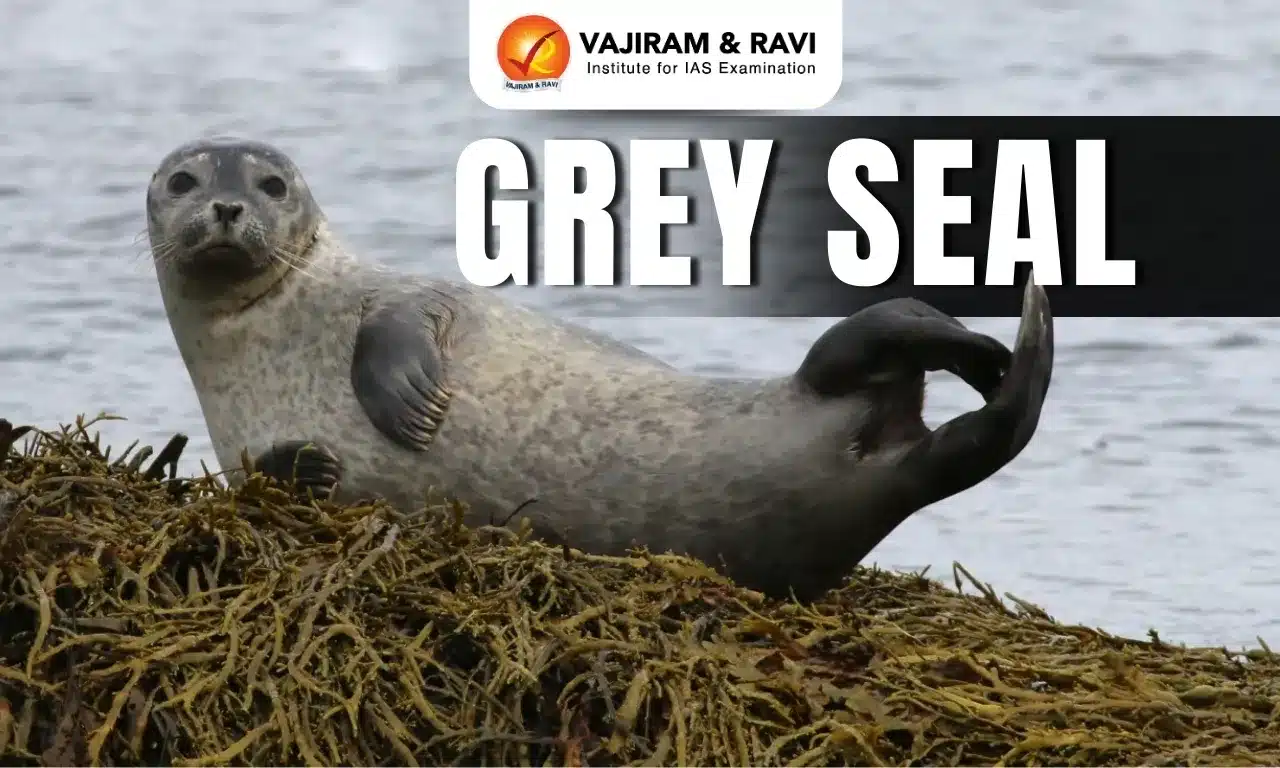 Grey Seal