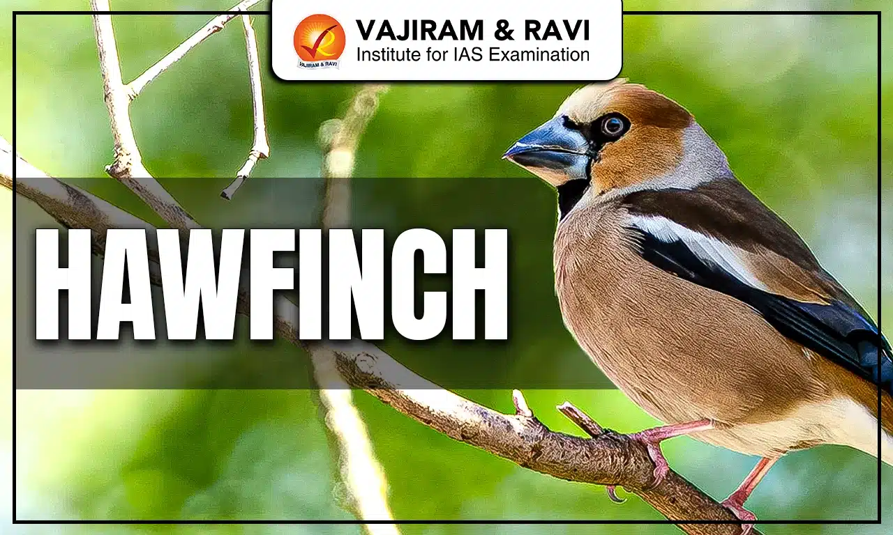 Hawfinch