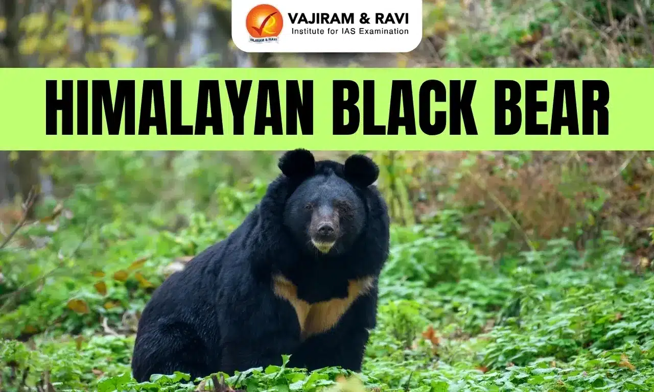 Himalayan Black Bear