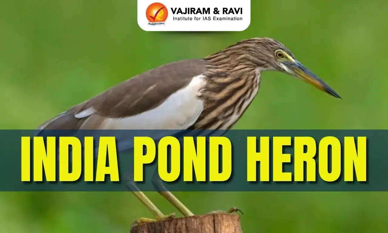 Indian Pond Heron