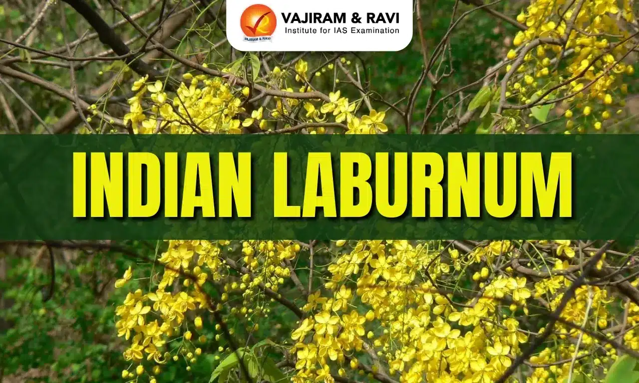 Indian Laburnum