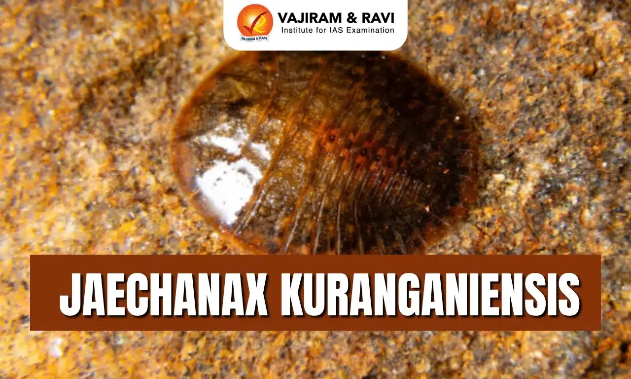 Jaechanax kuranganiensis