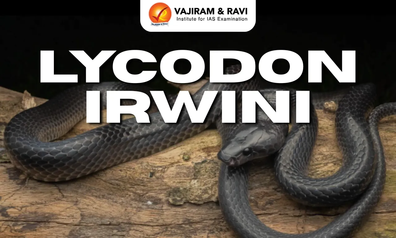 Lycodon irwini