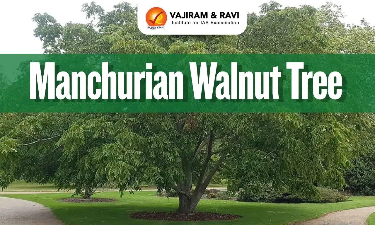 Manchurian Walnut Tree