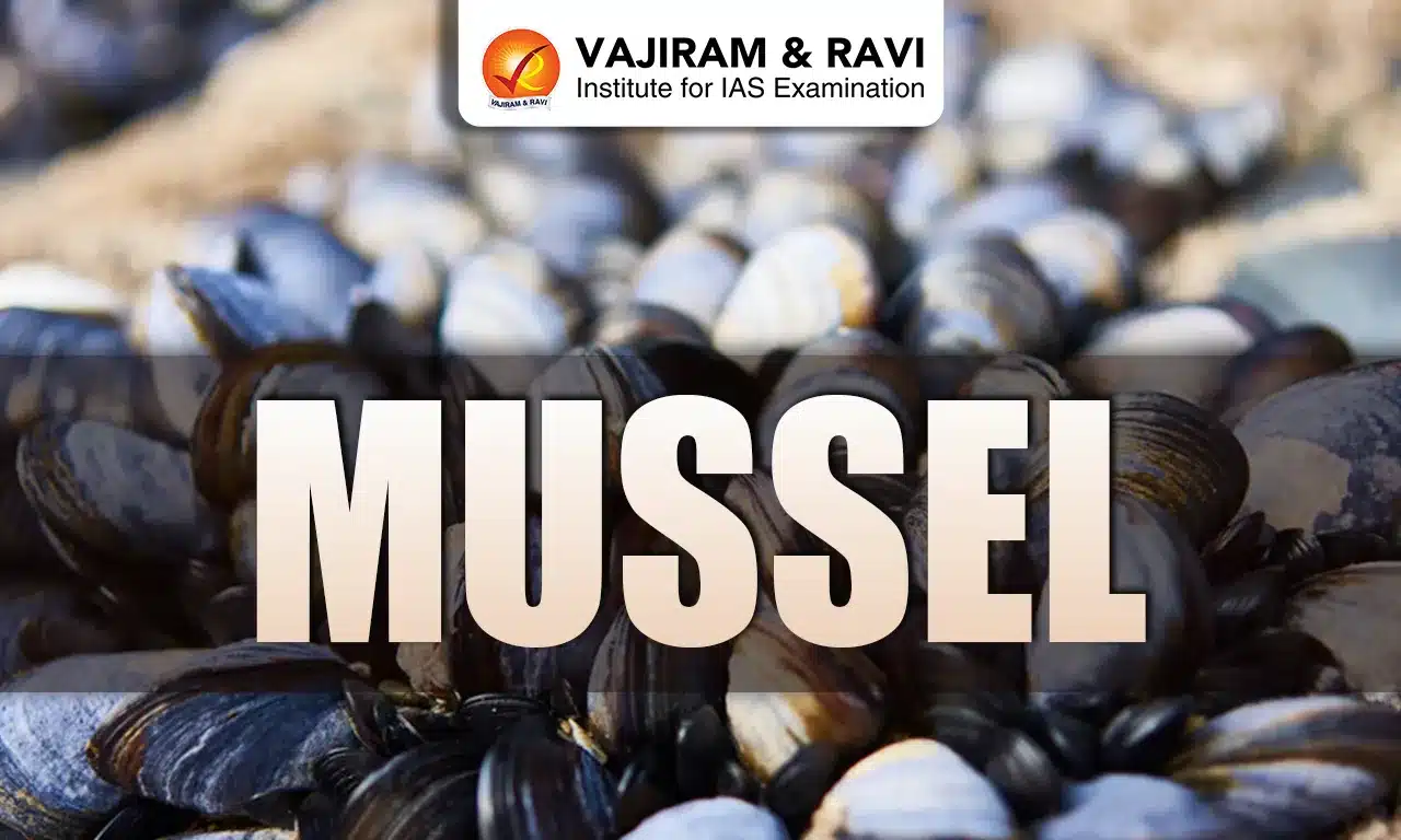 Mussel