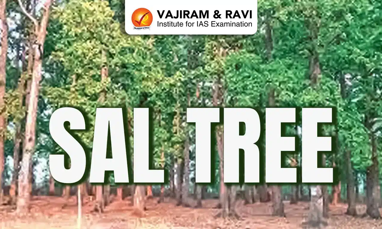 Sal Tree