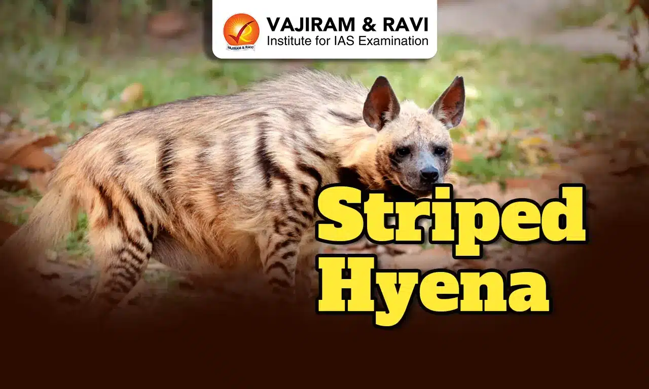 Striped Hyena