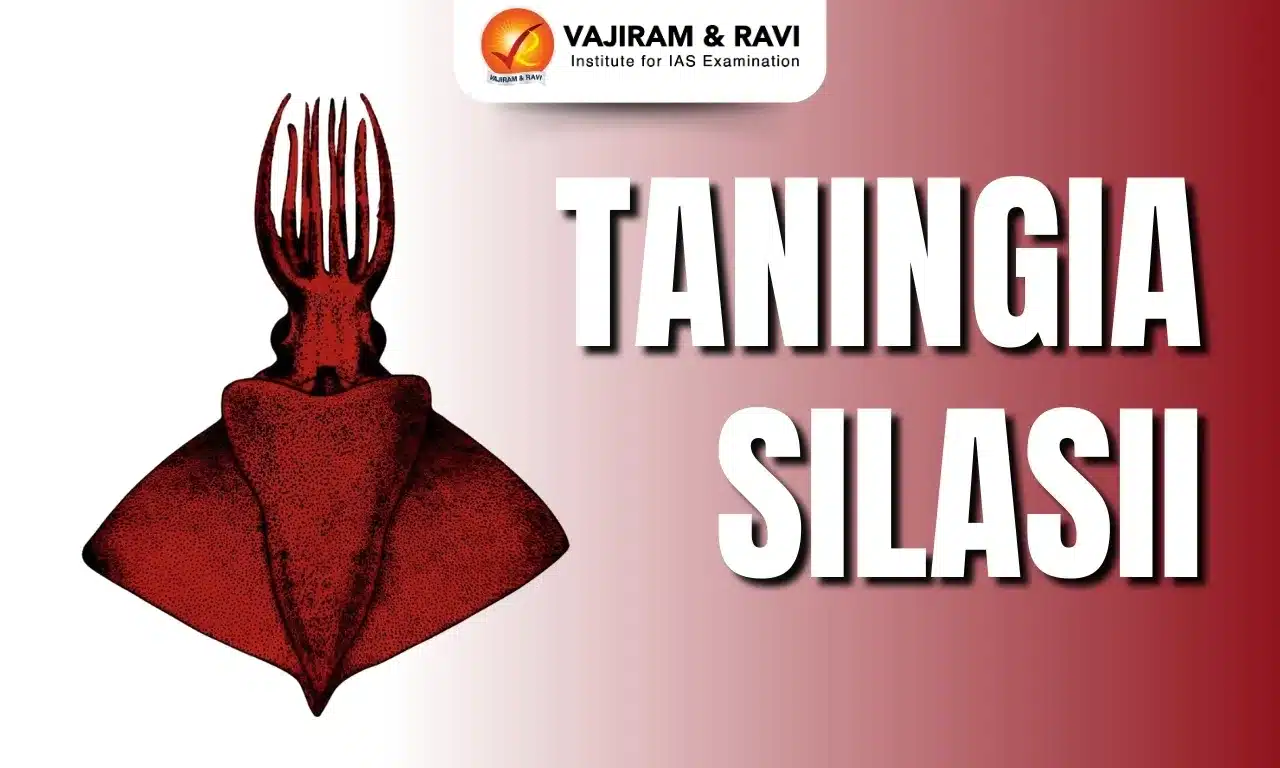 Taningia silasii
