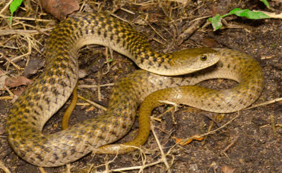 What is Checkered Keelback