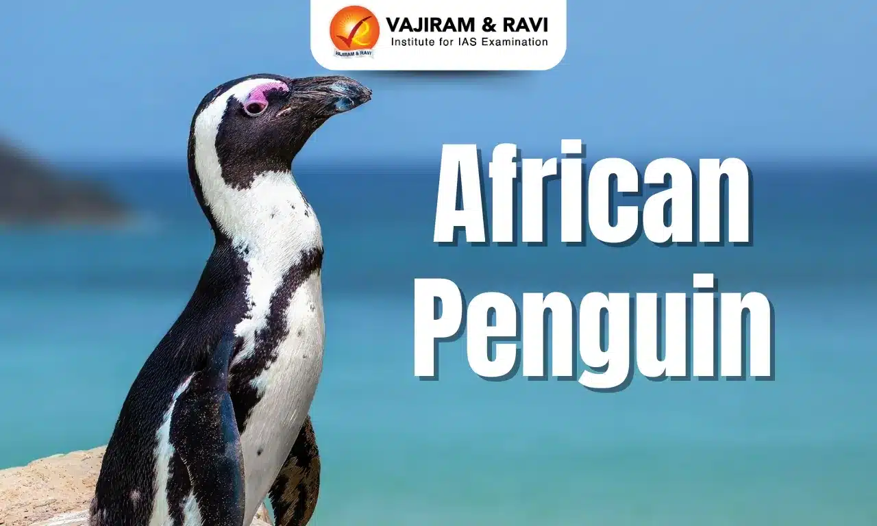 African Penguin