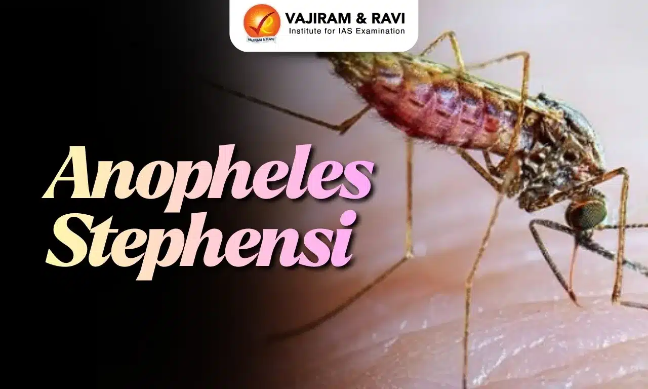 Anopheles stephensi