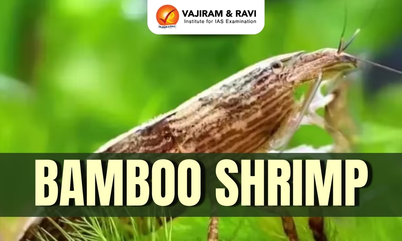 Bamboo Shrimp