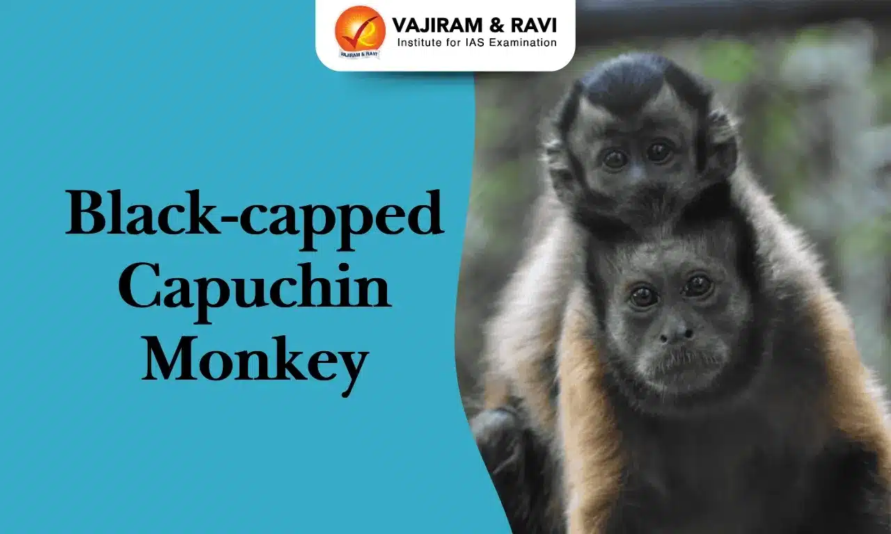 Black-Capped Capuchin Monkey