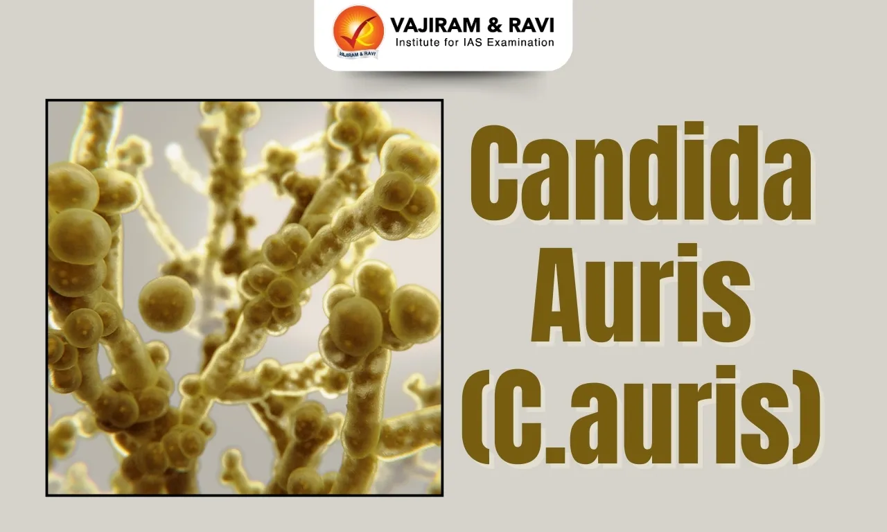 Candida auris (C.auris)