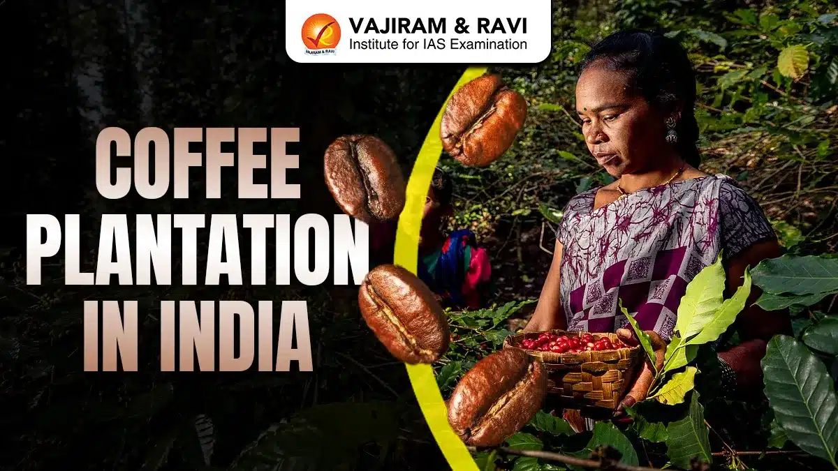 Coffee Plantation in India