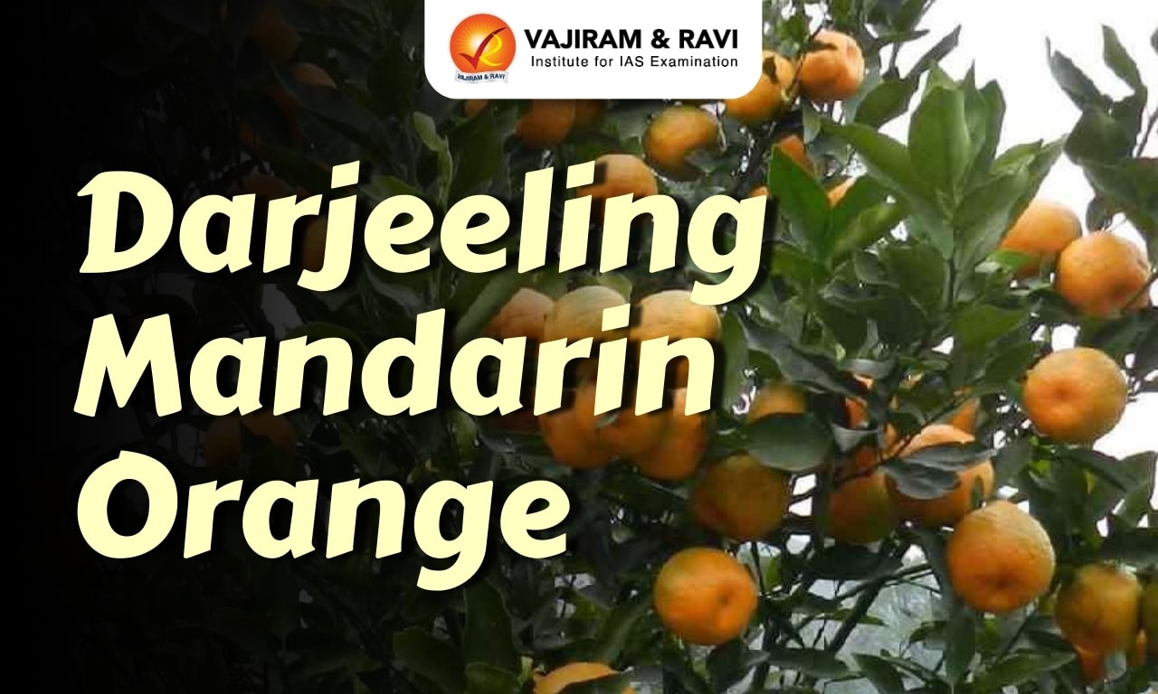 Darjeeling Mandarin Orange