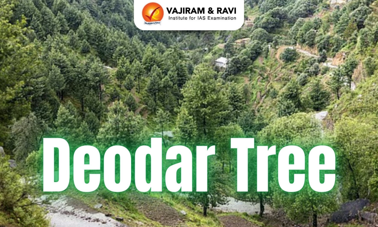 Deodar Tree