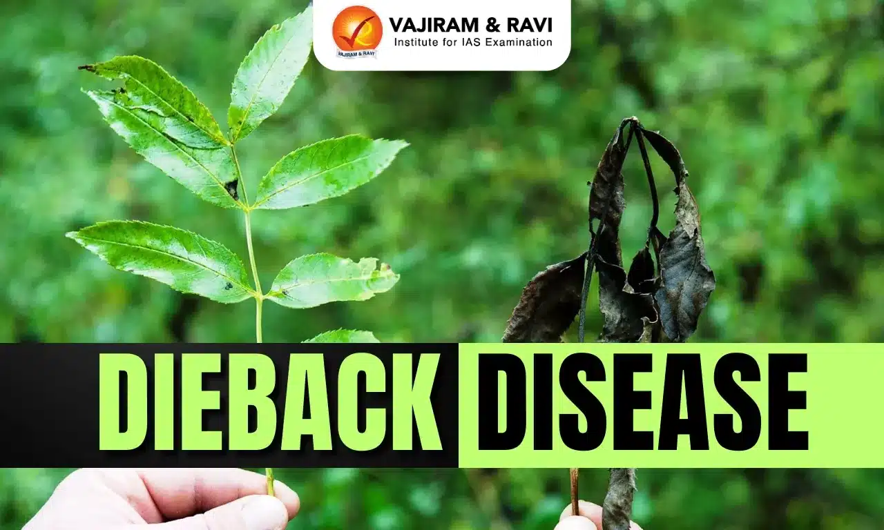 Dieback Disease