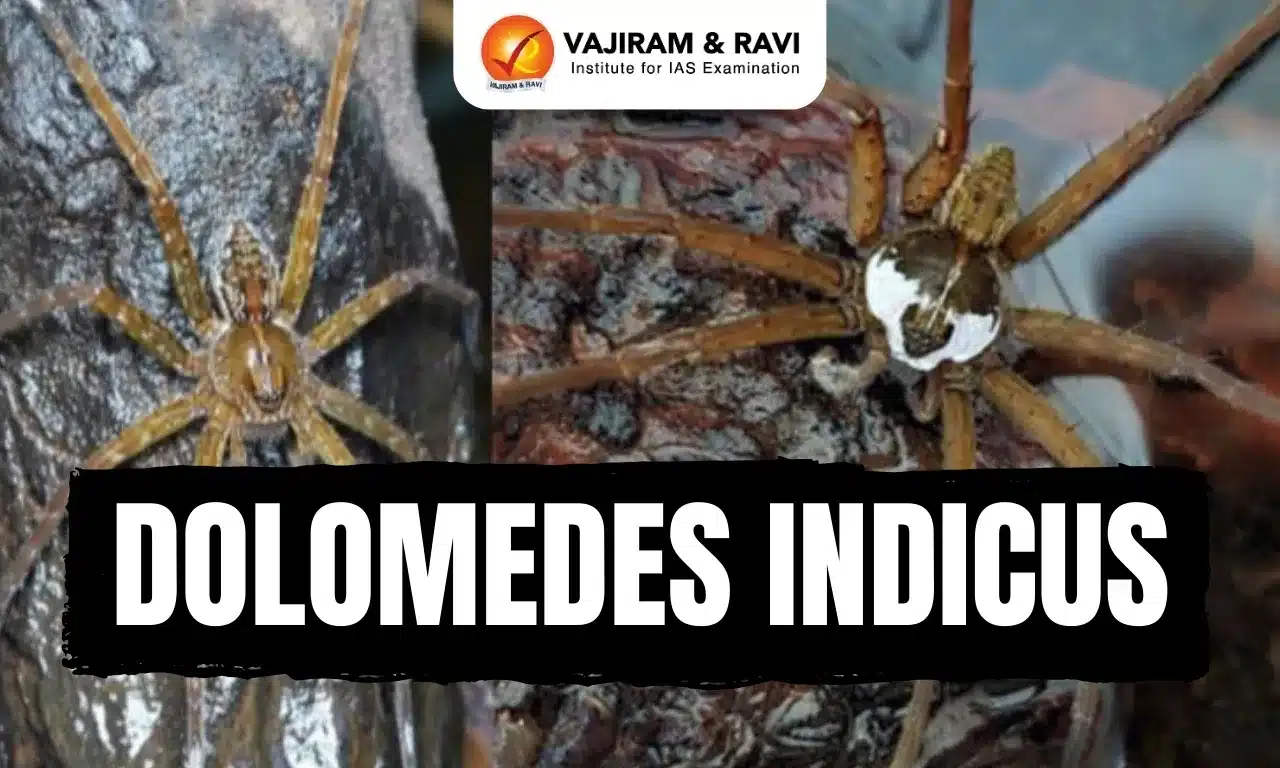 Dolomedes indicus