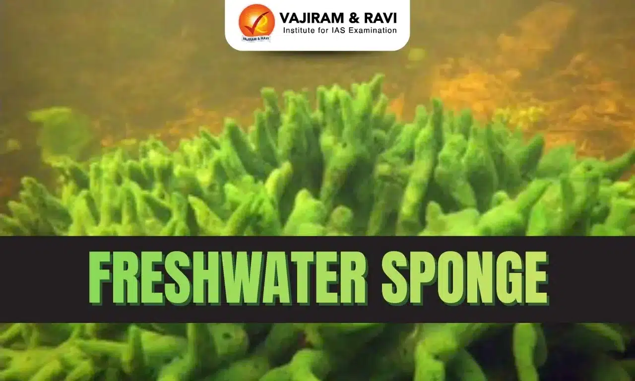 Freshwater Sponge