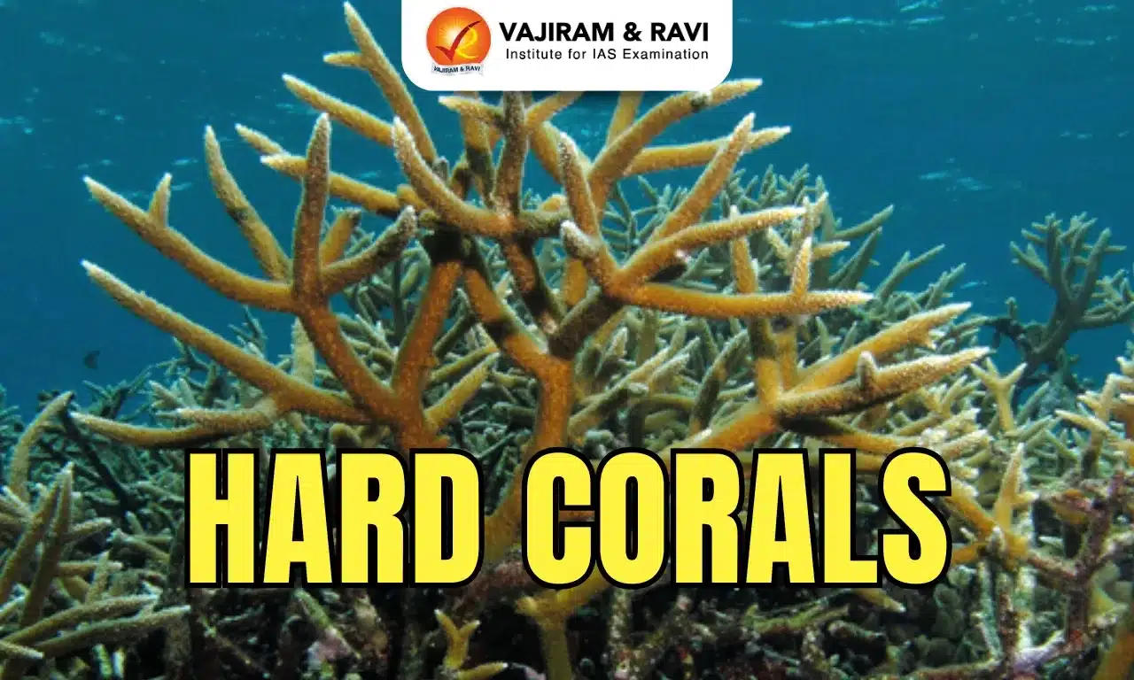 Hard Corals
