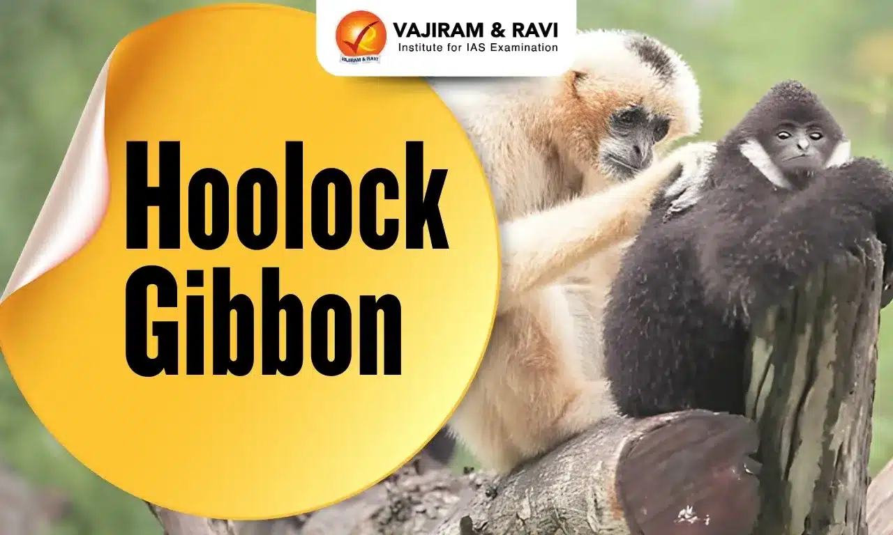 Hoolock Gibbon